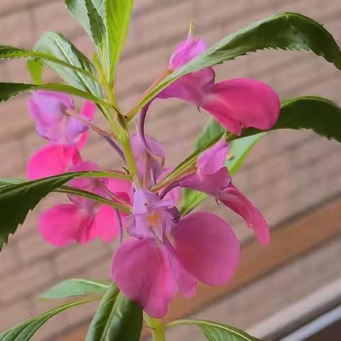 凤仙花