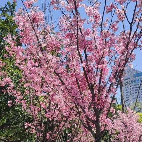 《我们的“过山车”》  温州市籀园小学  2019级（2）班  叶芯妤  33号