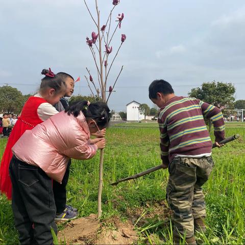 我们种上了班级树