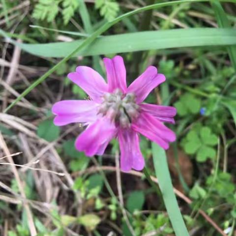 我爱花花草草