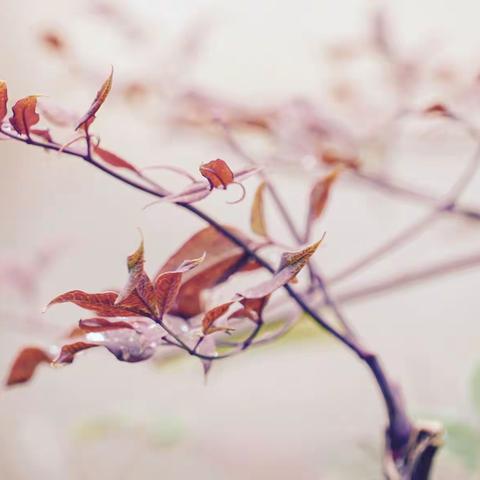 雨水