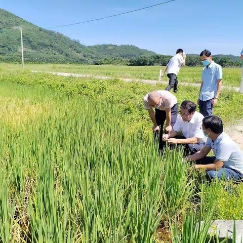 定安县农科中心开展水稻病虫害防治工作