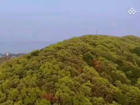 线上花开，抗击疫情
