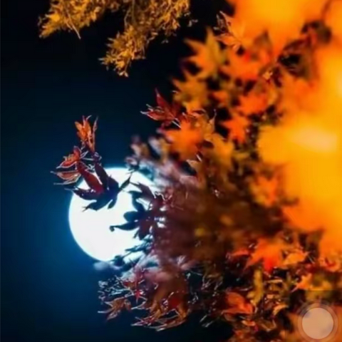 霜从今夜白，月是故乡明。