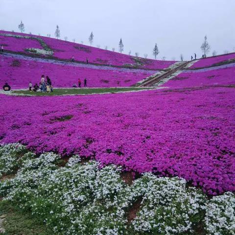 茶香花海记