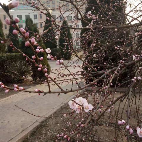 【府小英语教研】春风化雨，润物无声  ——  记府小线上培训之学习专题讲座