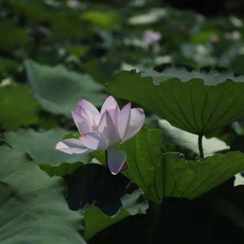 浮香绕曲岸，圆影覆华池