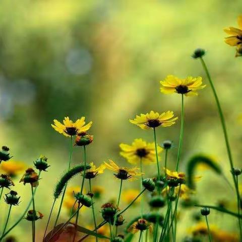 《敬畏生命  珍惜生命》一班会