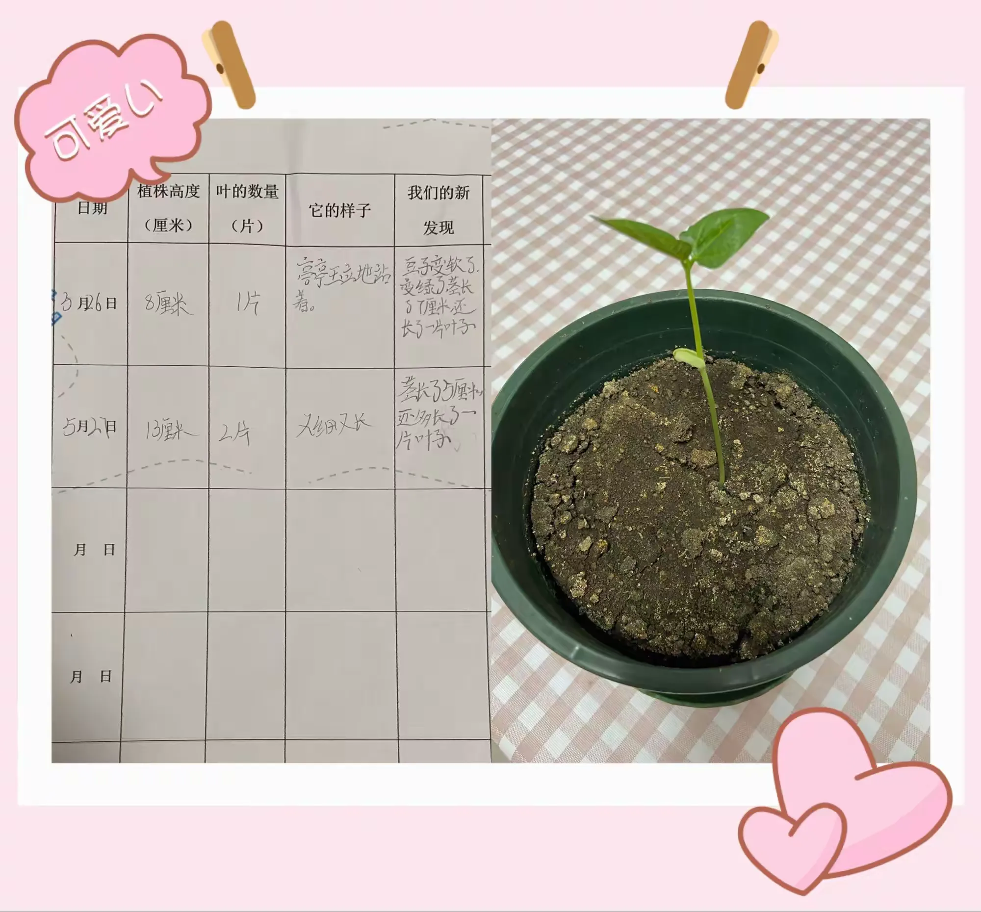 简篇-太空种子成长记——唐山市路北区光明实验小学三(7)班吴思儒