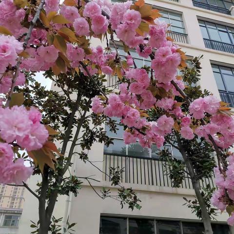 🌸听落樱瑟瑟  品校园书香🌸