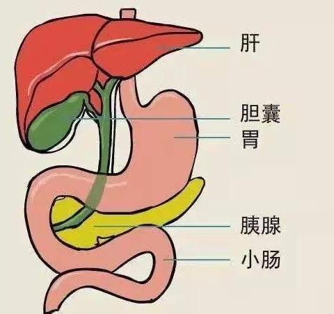 胆结石如何预防？—科大二附院普外一健康小知识