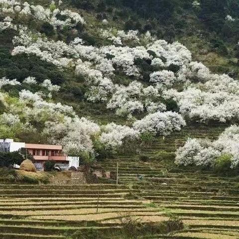 驿路梨花处处开