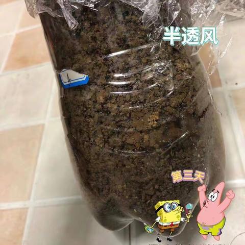 种土豆第三天