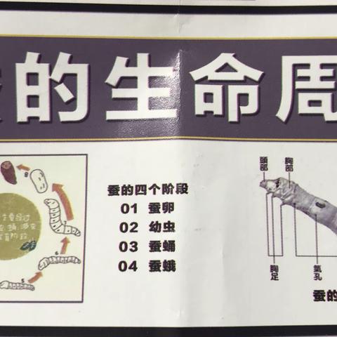 开启“来之不易”的蚕宝宝之旅——日记1⃣️