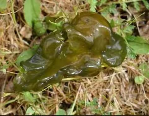 饮马池圣菜