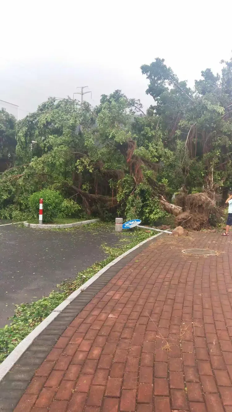 2017年8月23日台风"天鸽"掠过珠海三灶后的点点记忆