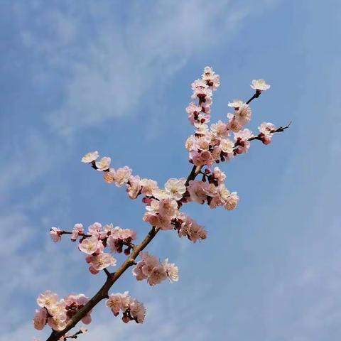 空中课堂——师生共同成长的舞台                                                  吴忠三中八年级数学组