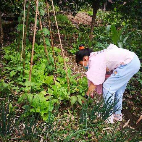 黄梓菡的劳动感想