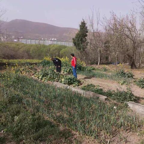 珍爱生命 拒绝毒品 ―― 西村镇扎实开展春季禁种铲毒活动