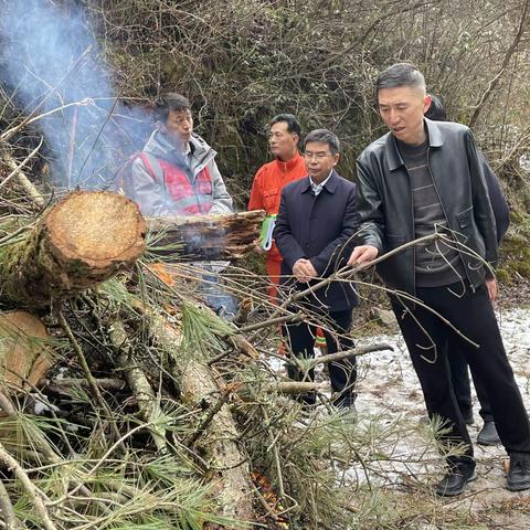 市林业和草原局督查康南林业总场豆坝林场2023年春季松材线虫病疫木除治工作