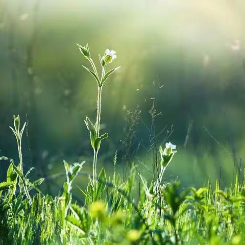 唯有强学力行，方能行稳致远——龙头山小学二年级数学组第二次同课异构活动