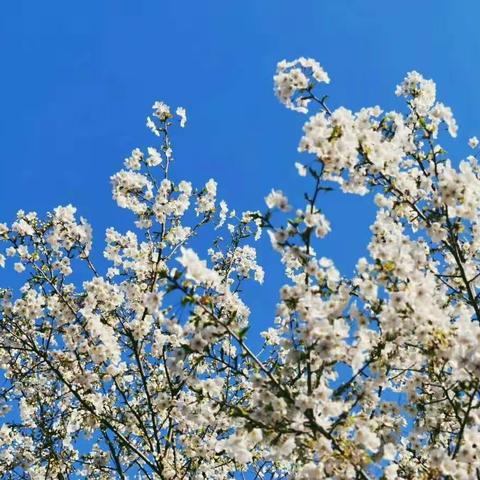 我的网课生活――贾若馨