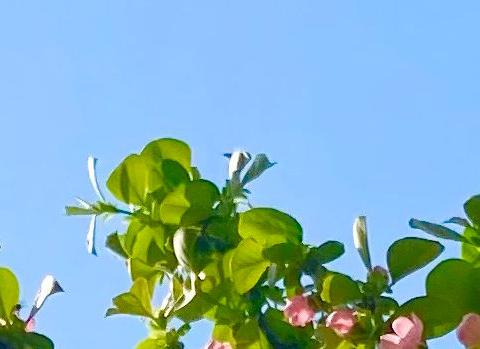 最美人间四月天——濮阳县六中春日赏花图鉴