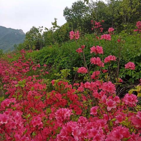 西泰山赏杜娟花