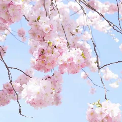 共克时艰    不负使命——八一中学初中道德与法治“停课不停教、不停学”教学工作纪实