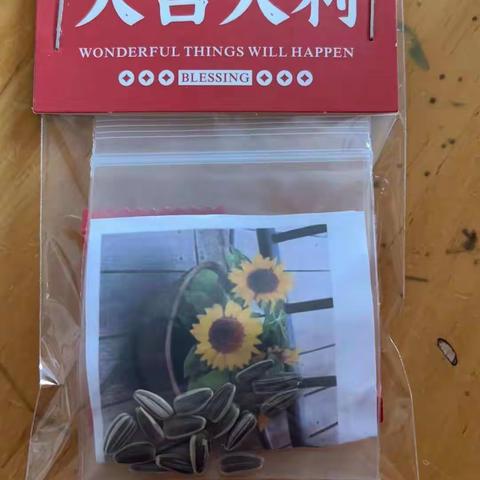 我和向日葵🌻比比谁更高