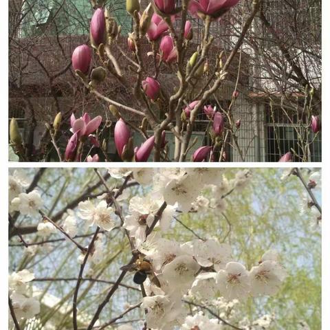 拥抱春天，播种绿色！