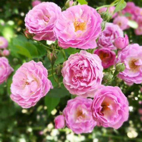 花红柳绿艳阳天