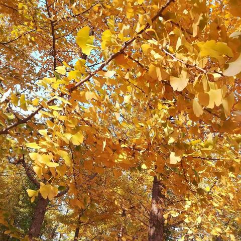 一抹靓丽的金黄