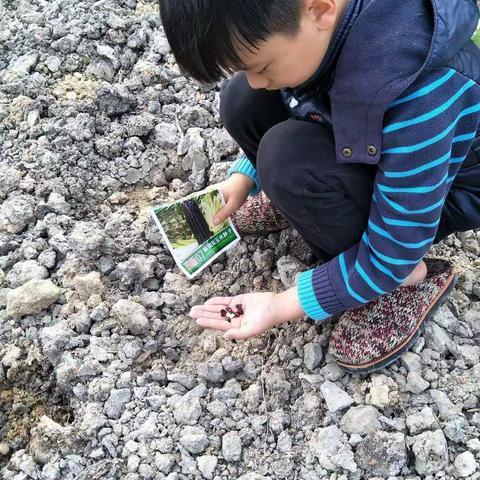 我的植物生长过程