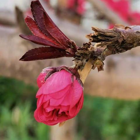 滴水石穿，静待花开    魏县第八中学九年级寒假优秀作业展示