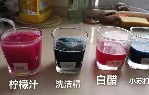 娃们家庭实验：自制酸碱指示剂