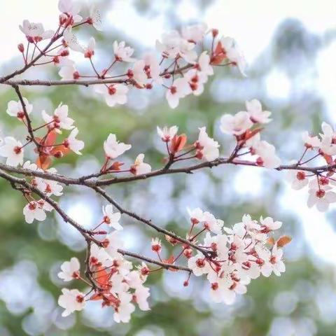 成长不停歇，追梦不止步——马牧池小学数学线上教学纪实