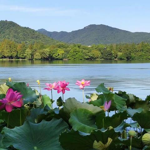 西湖的山水与荷花的风采