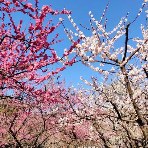 阳光下梅花清纯而美丽