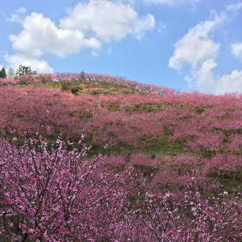 桃花醉