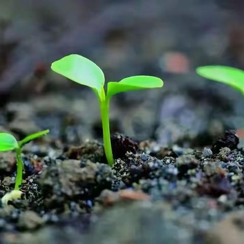 线上教学，地小天宽---开发区第十小学空中课堂科任组教研小记