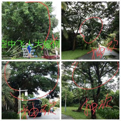 防台风园林需抽剪抽砍的大乔木