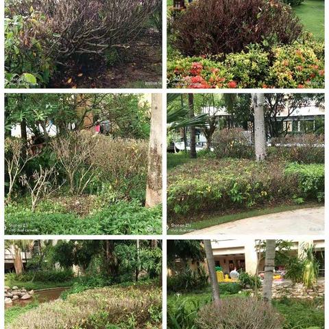 关于大修黄金榕报: