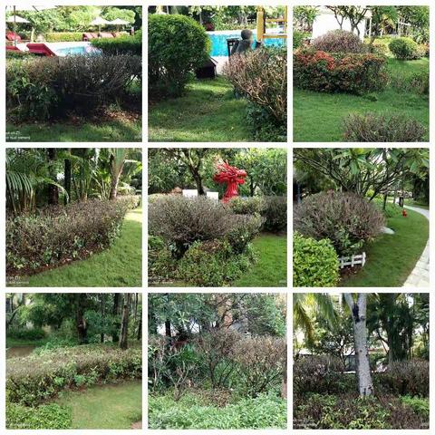 各区损坏的黄金榕