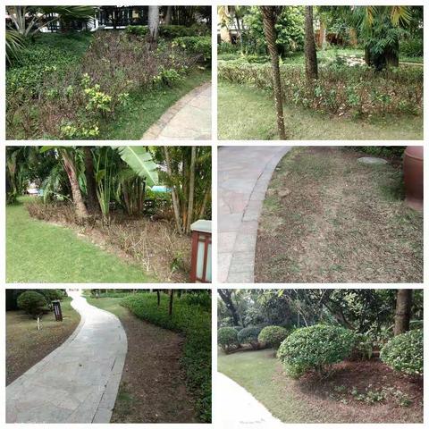 园林需整改、修剪、清理事项(12月)