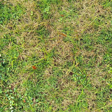 亚特兰蒂斯园林存在问题