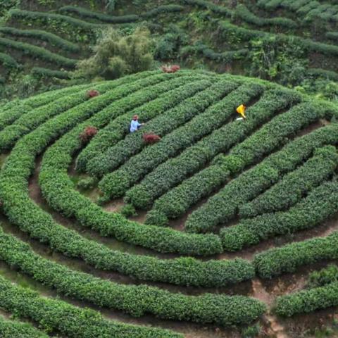 雅安市名山大地指纹茶叶区