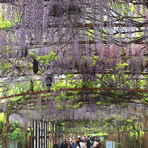 新都新桥村芳华紫藤花，芳香扑鼻