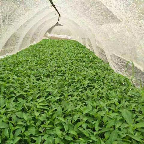 辣椒产业发展，助力脱贫攻坚