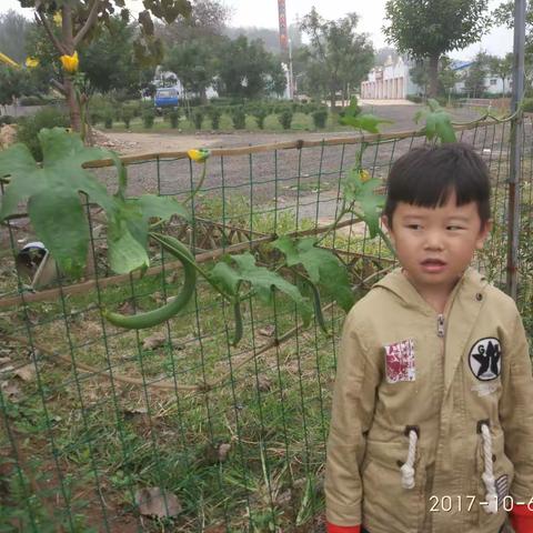 梁子轩不仅认识了丝瓜是怎么长成的，还认识了南瓜、菊花、柿子、大枣等一些农作物，体验了浓郁的乡村文化……
